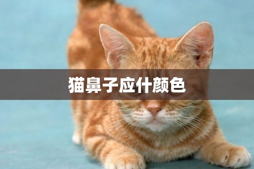 貓鼻子應什顏色