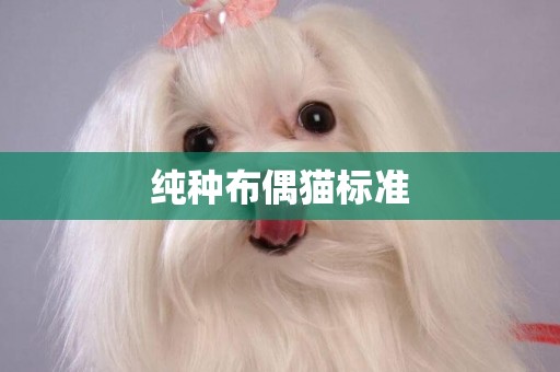 純種布偶貓標準