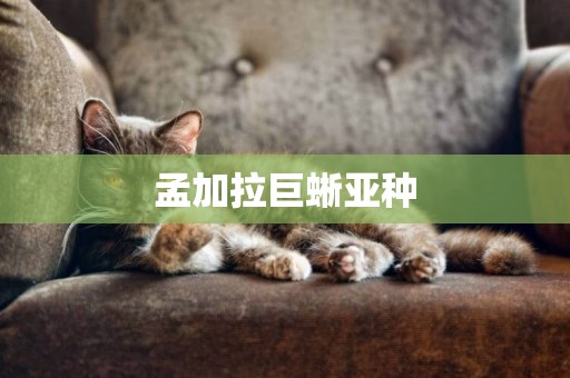 孟加拉巨蜥亞種