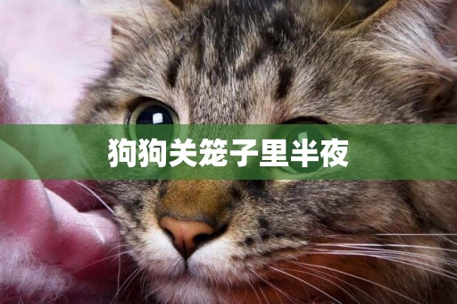 狗狗關籠子里半夜