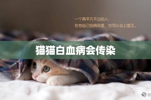 貓貓白血病會傳染