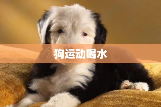 狗運動喝水