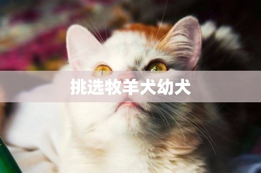 挑選牧羊犬幼犬