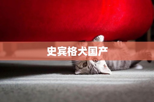 史賓格犬國產