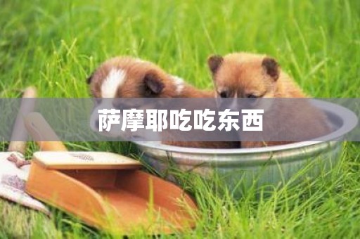 薩摩耶吃吃東西