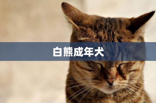 白熊成年犬