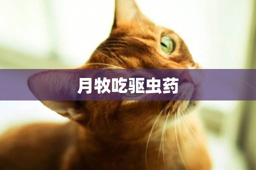 月牧吃驅蟲藥