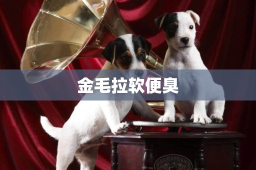 金毛拉軟便臭