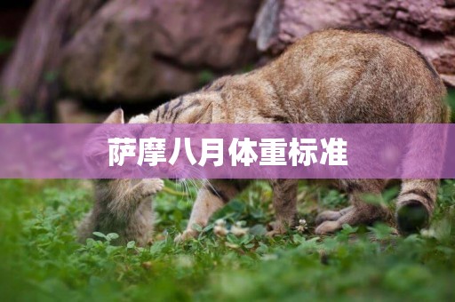 薩摩八月體重標準
