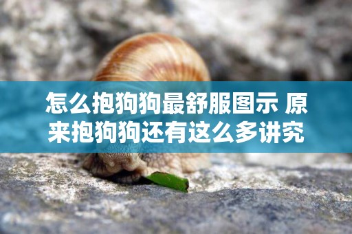 怎么抱狗狗最舒服圖示 原來抱狗狗還有這么多講究