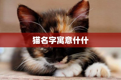 貓名字寓意什什