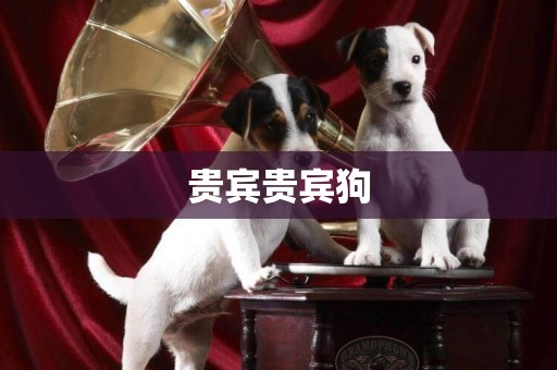 貴賓貴賓狗