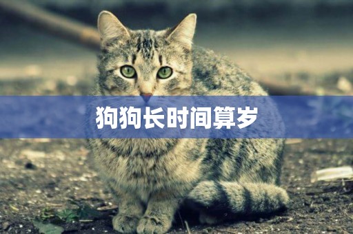 狗狗長時間算歲