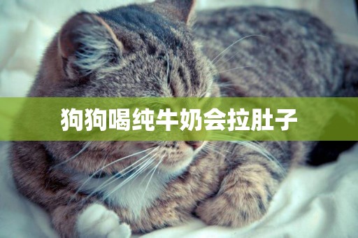 狗狗喝純牛奶會拉肚子