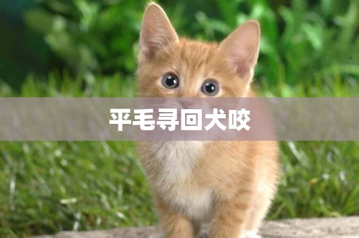 平毛尋回犬咬