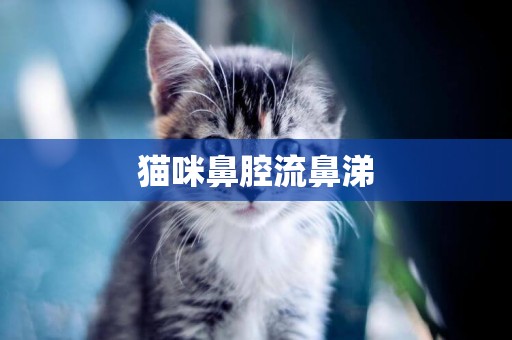 貓咪鼻腔流鼻涕