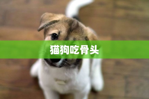 貓狗吃骨頭