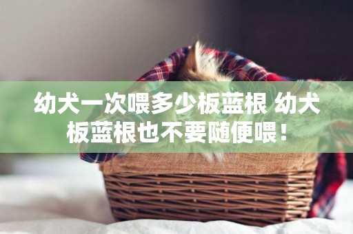 幼犬一次喂多少板藍根 幼犬板藍根也不要隨便喂！