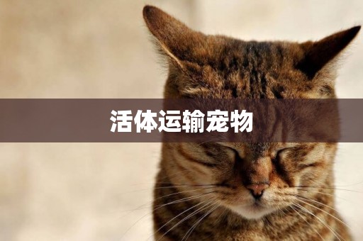 活體運輸寵物