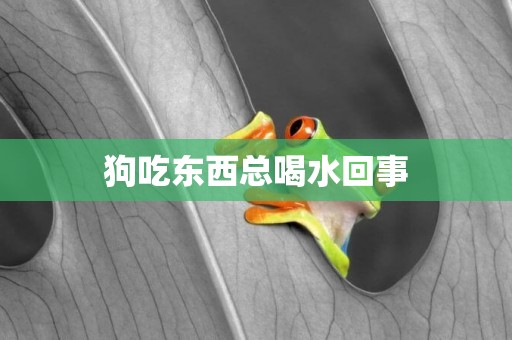 狗吃東西總喝水回事
