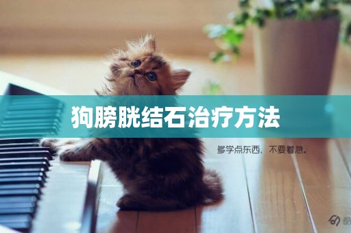 狗膀胱結石治療方法