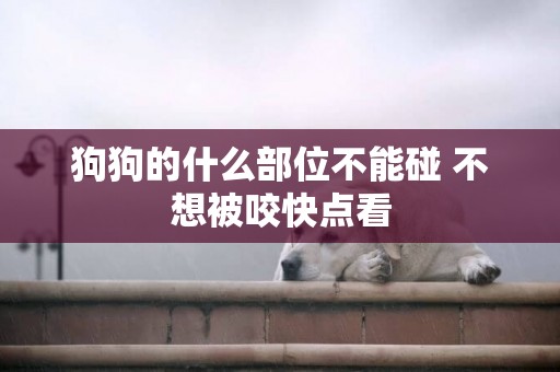 狗狗的什么部位不能碰 不想被咬快點看