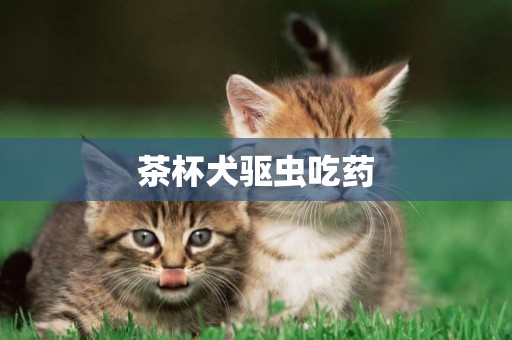 茶杯犬驅蟲吃藥