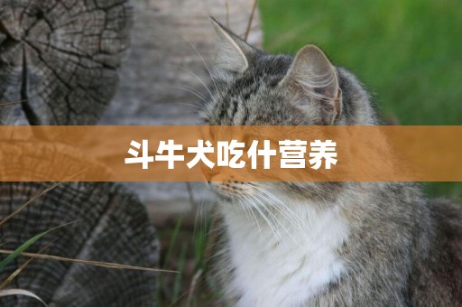 斗牛犬吃什營養