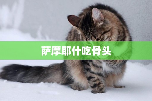 薩摩耶什吃骨頭