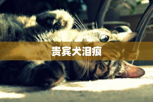 貴賓犬淚痕