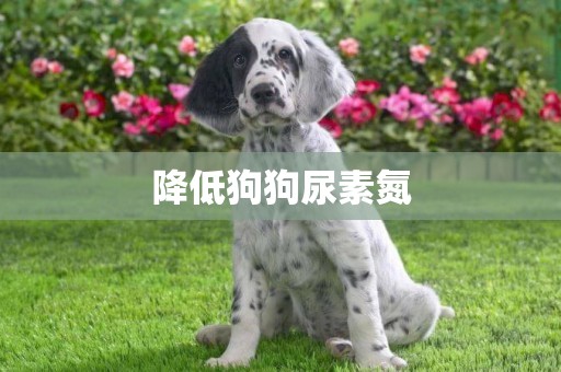 降低狗狗尿素氮