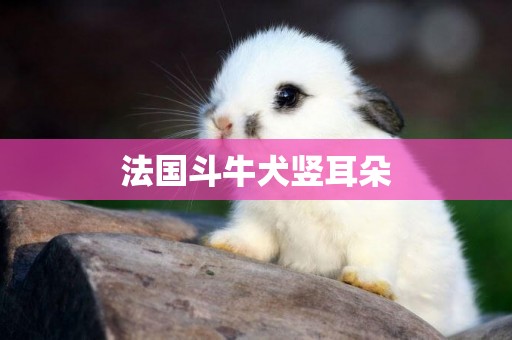 法國斗牛犬豎耳朵