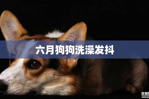 六月狗狗洗澡發抖