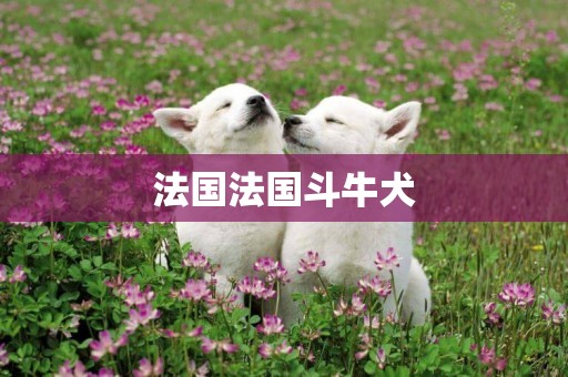 法國法國斗牛犬