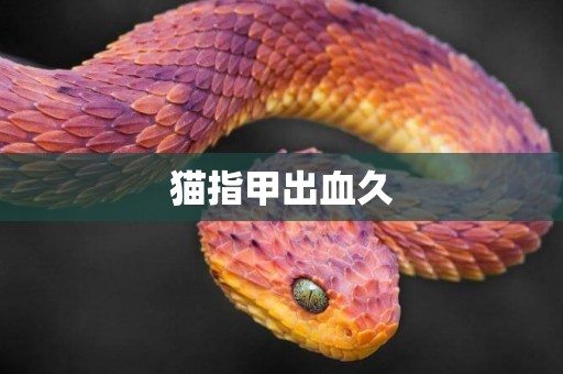 貓指甲出血久