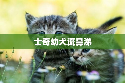 士奇幼犬流鼻涕