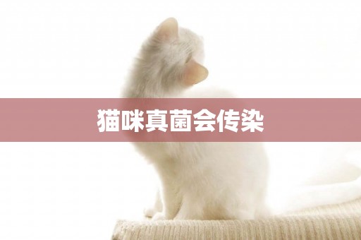 貓咪真菌會傳染