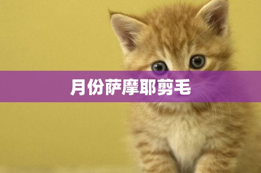 月份薩摩耶剪毛