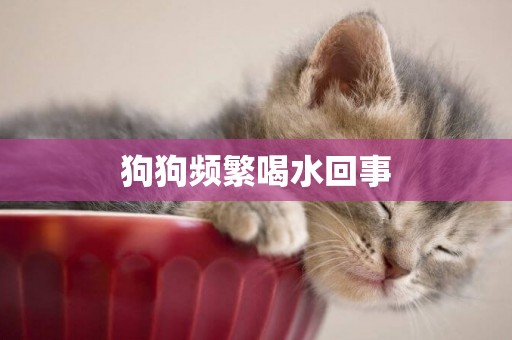 狗狗頻繁喝水回事