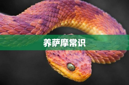 養薩摩常識