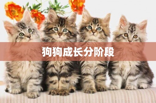 狗狗成長分階段