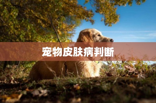 寵物皮膚病判斷