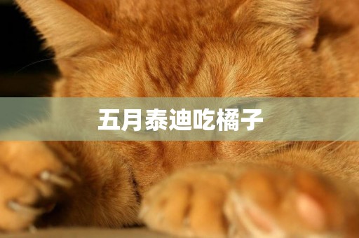 五月泰迪吃橘子