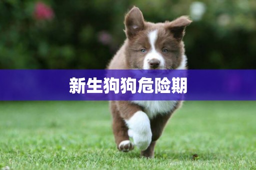 新生狗狗危險期