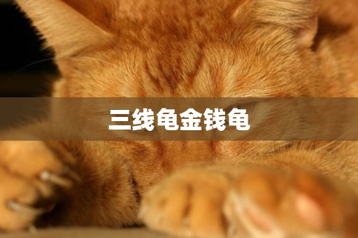 三線龜金錢龜
