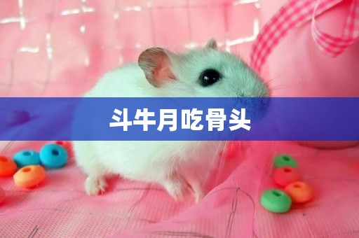 斗牛月吃骨頭