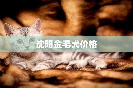 沈陽金毛犬價格