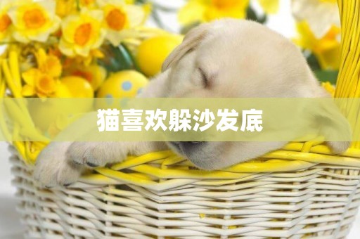 貓喜歡躲沙發底