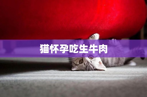 貓懷孕吃生牛肉