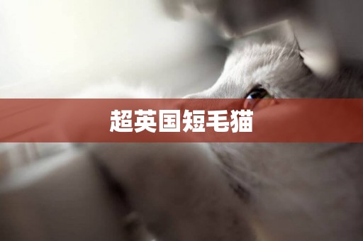 超英國短毛貓